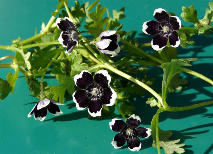 Nemophila discoidalis, Tore vaariklill